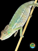 Load image into Gallery viewer, Calm Happy Ambilobe Panther Chameleon perched on a branch