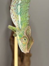 Load image into Gallery viewer, Young Ambilobe Panther Chameleon exploring its enclosure
