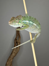 Load image into Gallery viewer, Ambilobe baby on a branch showing gentle colors