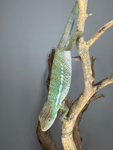 Load image into Gallery viewer, Soft green and blue Ambilobe baby in natural lighting