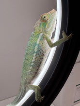 Load image into Gallery viewer, Gentle Ambilobe Panther Chameleon displaying red belly and unique coloration