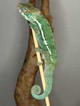 Load image into Gallery viewer, Calm baby Ambilobe Panther Chameleon with relaxed temperament