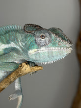 Load image into Gallery viewer, Side profile of calm adult Surprise Panther Chameleon perched steadily on branch