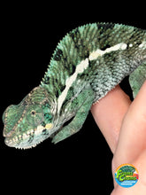 Load image into Gallery viewer, Front view of a calm teal and green Panther Chameleon from FramsChams.