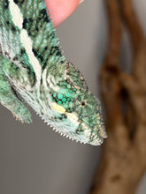 Load image into Gallery viewer, Close side profile showing the colors of a calm teal and green Panther Chameleon.