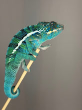 Load image into Gallery viewer, Captive-bred Ambanja × Ambilobe hybrid Panther Chameleon raised at FramsChams