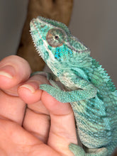 Load image into Gallery viewer, Captive-bred juvenile Ambilobe Panther Chameleon from FramsChams