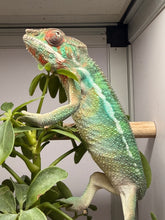 Load image into Gallery viewer, Captive-bred male Ambilobe Panther Chameleon raised at FramsChams