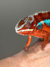 Load image into Gallery viewer, Captive-bred male Ambilobe Panther Chameleon with exceptional coloration.