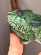 Load image into Gallery viewer, Captive-bred Ambilobe Panther Chameleon