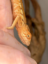 Load image into Gallery viewer, Healthy female Ambilobe Panther Chameleon raised by FramsChams.