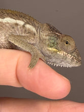 Load image into Gallery viewer, Captive-bred female Panther Chameleon available from FramsChams