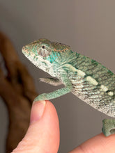 Load image into Gallery viewer, Close-up of a young captive-bred male Panther Chameleon