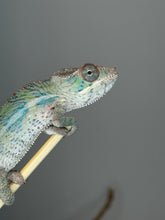 Load image into Gallery viewer, Healthy Flash bloodline Ambilobe Panther Chameleon perched naturally.