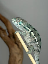 Load image into Gallery viewer, Captive-bred young male Panther Chameleon available from FramsChams