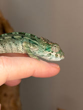 Load image into Gallery viewer, Captive-bred young male Panther Chameleon perched on a hand