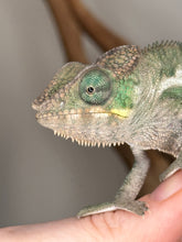 Load image into Gallery viewer, Exotic pet Ambanja Panther Chameleon with bright colors