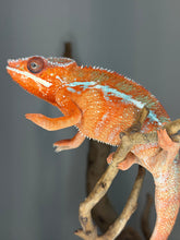Load image into Gallery viewer, High-color Ambilobe Panther Chameleon showcasing fiery red-orange tones and light blue bars