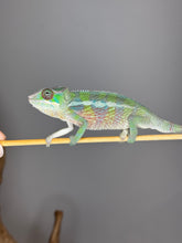 Load image into Gallery viewer, Juvenile Sambava Ambilobe chameleon gripping branch with bright scales