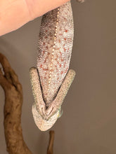 Load image into Gallery viewer, Healthy Ambanja Panther Chameleon showing unique red rain markings on underside