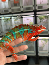 Load image into Gallery viewer, Captive-bred male Ambilobe Panther Chameleon featuring deep crimson red coloration accented by bright electric blue bars.