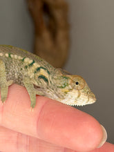 Load image into Gallery viewer, Close-up of a young female Nosy Be Panther Chameleon showing her face and distinctive features