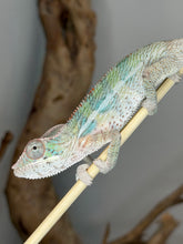 Load image into Gallery viewer, Young male Panther Chameleon with developing red, blue, and green coloration.