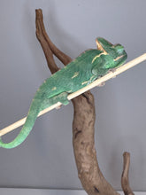 Load image into Gallery viewer, Juvenile female Veiled Chameleon calmly climbing a branch, showing relaxed and confident personality