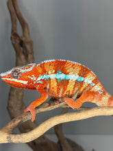 Load image into Gallery viewer, Young male Ambilobe Panther Chameleon from European genetics showing strong red body and developing blue barring