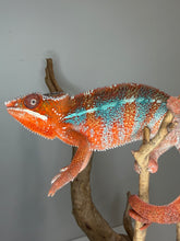 Load image into Gallery viewer, Male Ambilobe Panther Chameleon from European bloodlines showing intense red body coloration with vivid blue bars developing across the flanks