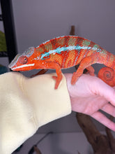 Load image into Gallery viewer, Young male Ambilobe Panther Chameleon from European genetics showing strong red and blue color contrast