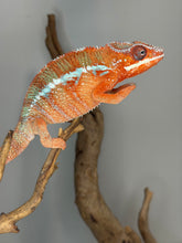 Load image into Gallery viewer, Exceptional male Ambilobe Panther Chameleon with vivid red-orange coloration and light blue bars beginning to emerge
