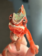 Load image into Gallery viewer, European bloodline Ambilobe Panther Chameleon perched and displaying vivid red and blue coloration