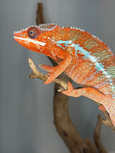 Load image into Gallery viewer, Young Ambilobe Panther Chameleon from European bloodlines showing vibrant red-orange colors