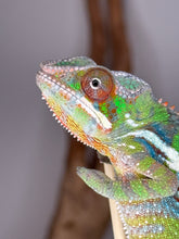 Load image into Gallery viewer, Close-up of juvenile Sambava x Ambilobe Panther Chameleon for sale