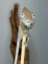 Load image into Gallery viewer, Close-up of a healthy Female Ambanja Panther Chameleon with bright, alert eyes.