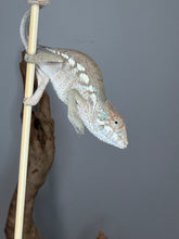 Load image into Gallery viewer, Full body view of the exact Female Ambanja Panther Chameleon for sale.