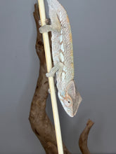 Load image into Gallery viewer, Profile view of a hand raised Female Ambanja Panther Chameleon.