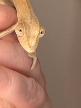 Load image into Gallery viewer, Female Ambanja Panther Chameleon climbing a branch in a natural pose.