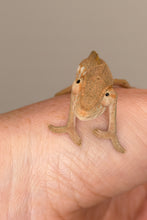 Load image into Gallery viewer, Close-up of a captive-bred female Ambanja Panther Chameleon with beautiful natural coloration.