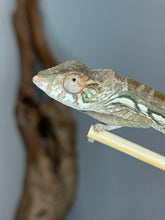 Load image into Gallery viewer, Female Ambanja Panther Chameleon displaying soft green, cream, and peach coloration.