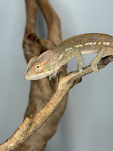 Load image into Gallery viewer, Young female Ambilobe Panther Chameleon displaying soft cream and peach coloration.