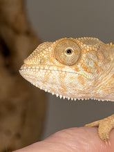 Load image into Gallery viewer, A close-up of a beige and light brown female chameleon resting on a human finger, with a soft-focus neutral background.
