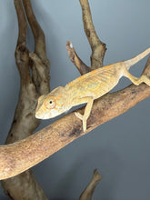 Load image into Gallery viewer, Female Ambilobe Panther Chameleon for sale from the Aslan x Flash Jr. pairing.