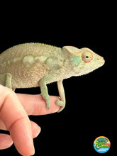 Load image into Gallery viewer, A close-up of a female chameleon perched on a human finger against a solid black background.