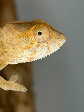 Load image into Gallery viewer, Close-up of a female Ambilobe Panther Chameleon from premium Aslan x Flash Jr. bloodlines.