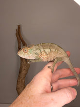 Load image into Gallery viewer, A female chameleon perched on a human hand, with a small branch mounted on the wall behind it.