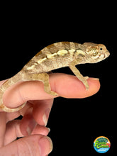 Load image into Gallery viewer, Female Ambilobe Panther Chameleon for sale from Flash × Aslan bloodlines.