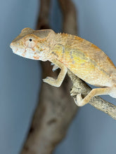 Load image into Gallery viewer, Peach-toned female Ambilobe Panther Chameleon for sale from the Aslan x Flash Jr. pairing.