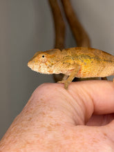 Load image into Gallery viewer, Young female Ambilobe Panther Chameleon climbing